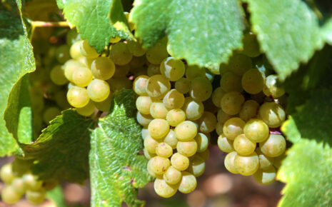 meilleurs vins blancs bourgogne