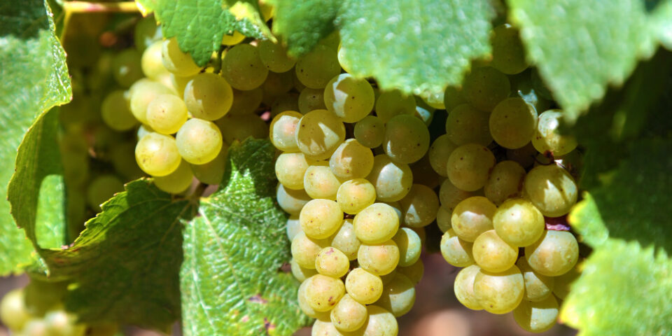 meilleurs vins blancs bourgogne