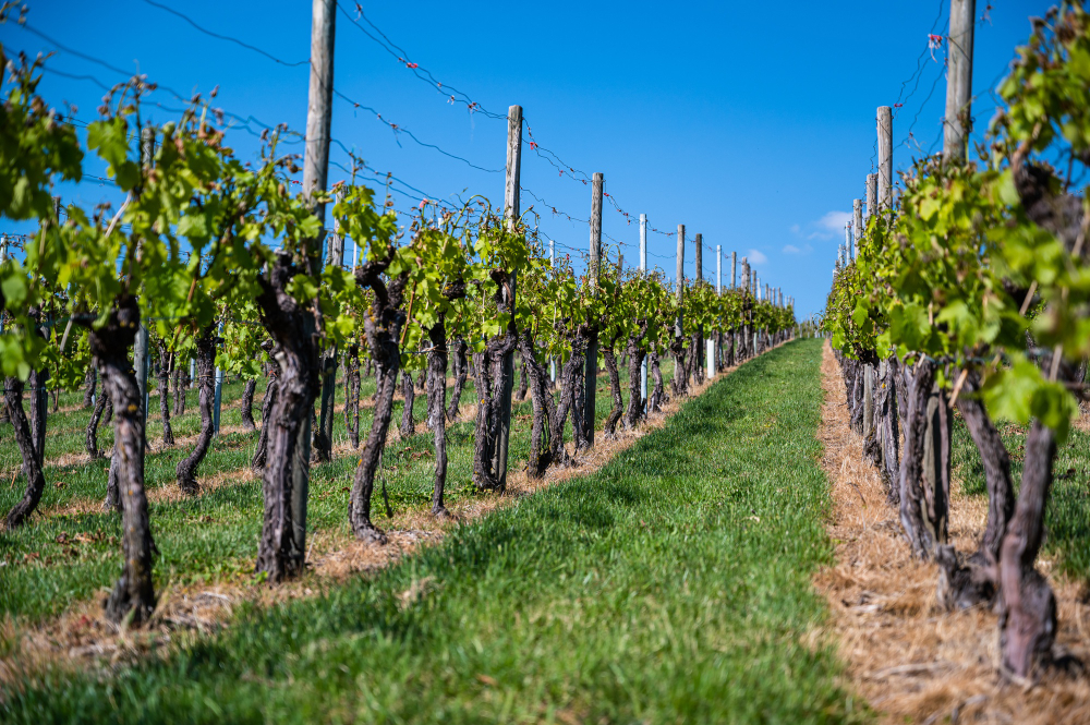 Meilleurs vins blancs de Bourgogne